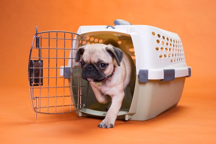 How to crate train a puppy?