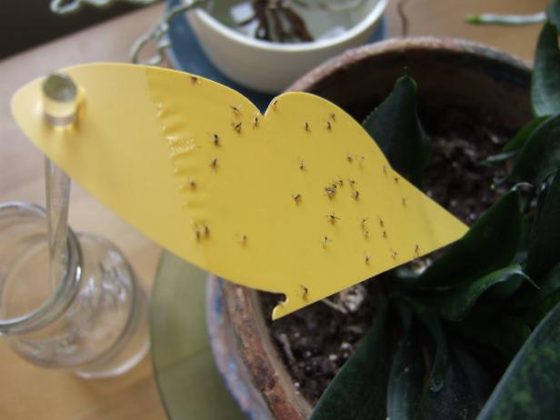 How to get rid of Fungus Gnats?